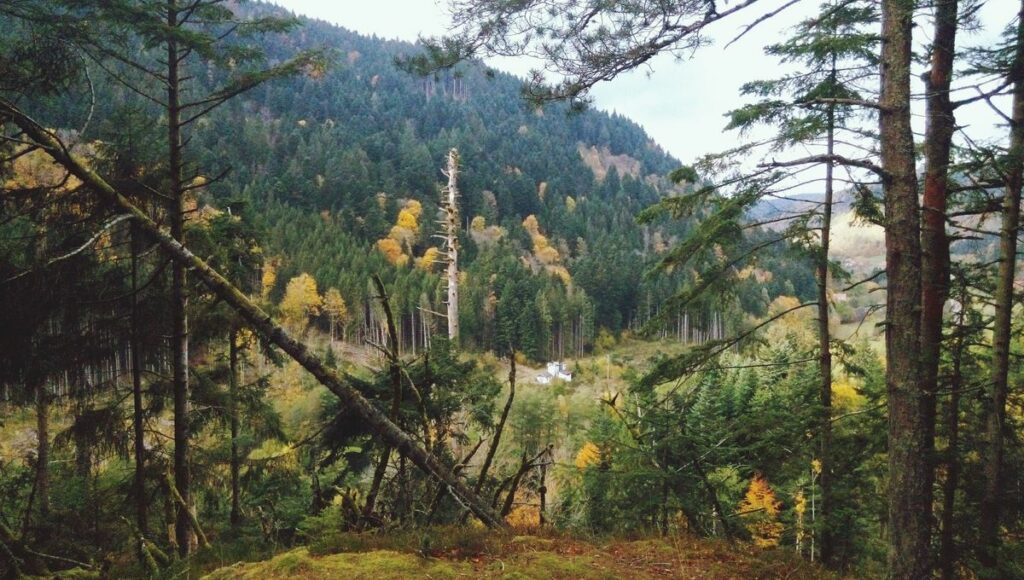 2025-paysages-1200x680_reencodedfatimage_gettyimages-717293949